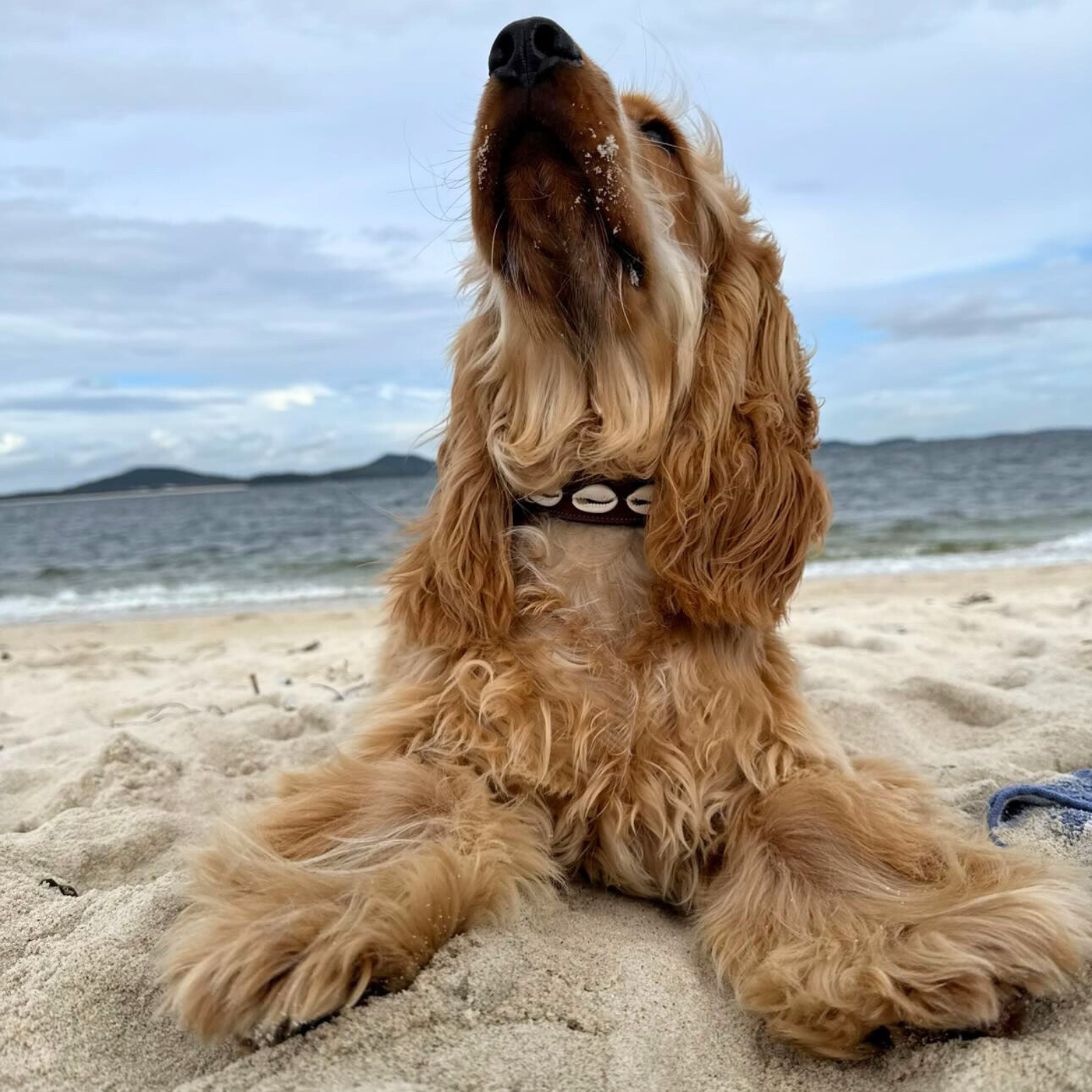 The Cowrie Shell Dog Collar