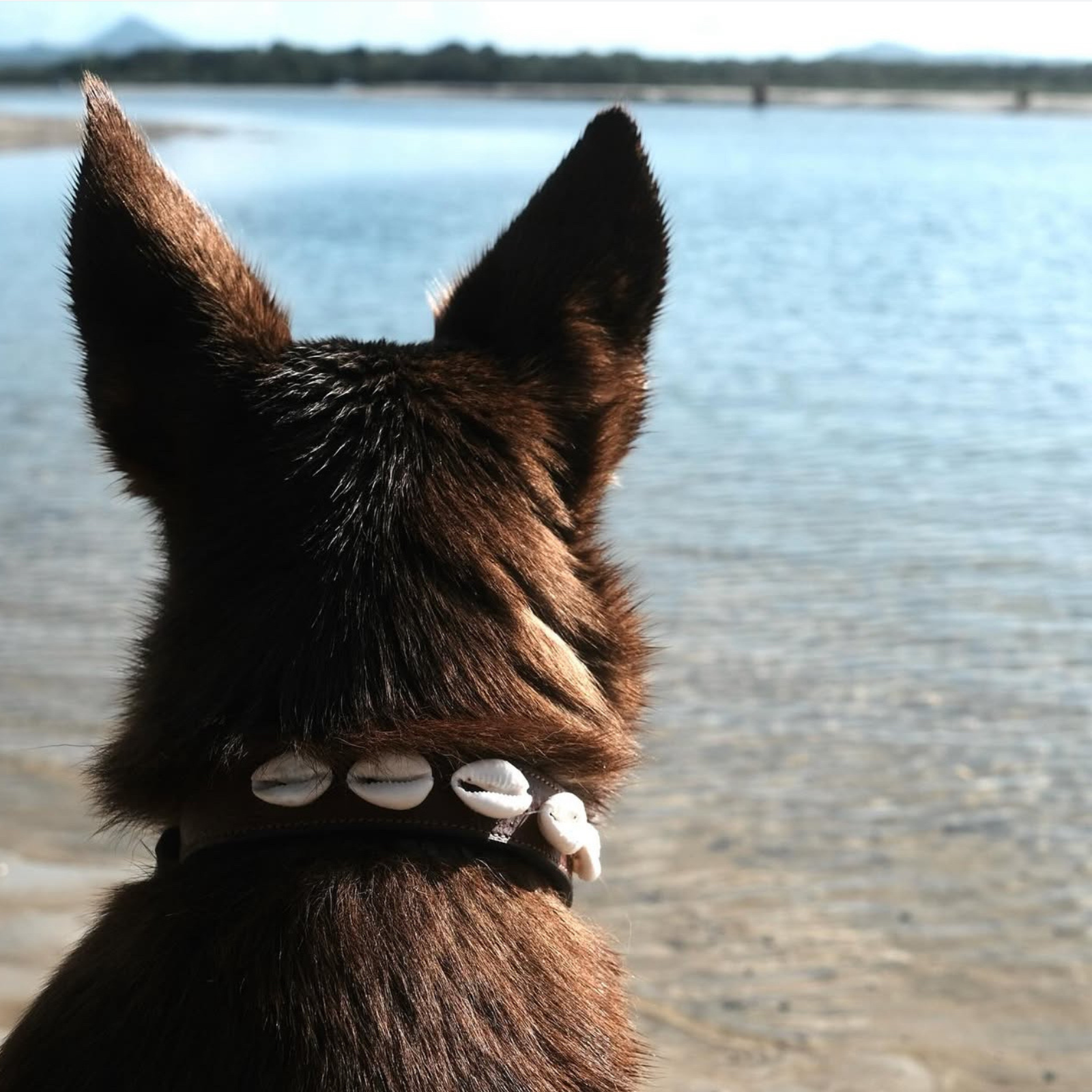XS Minis - The Cowrie Shell Dog Collar
