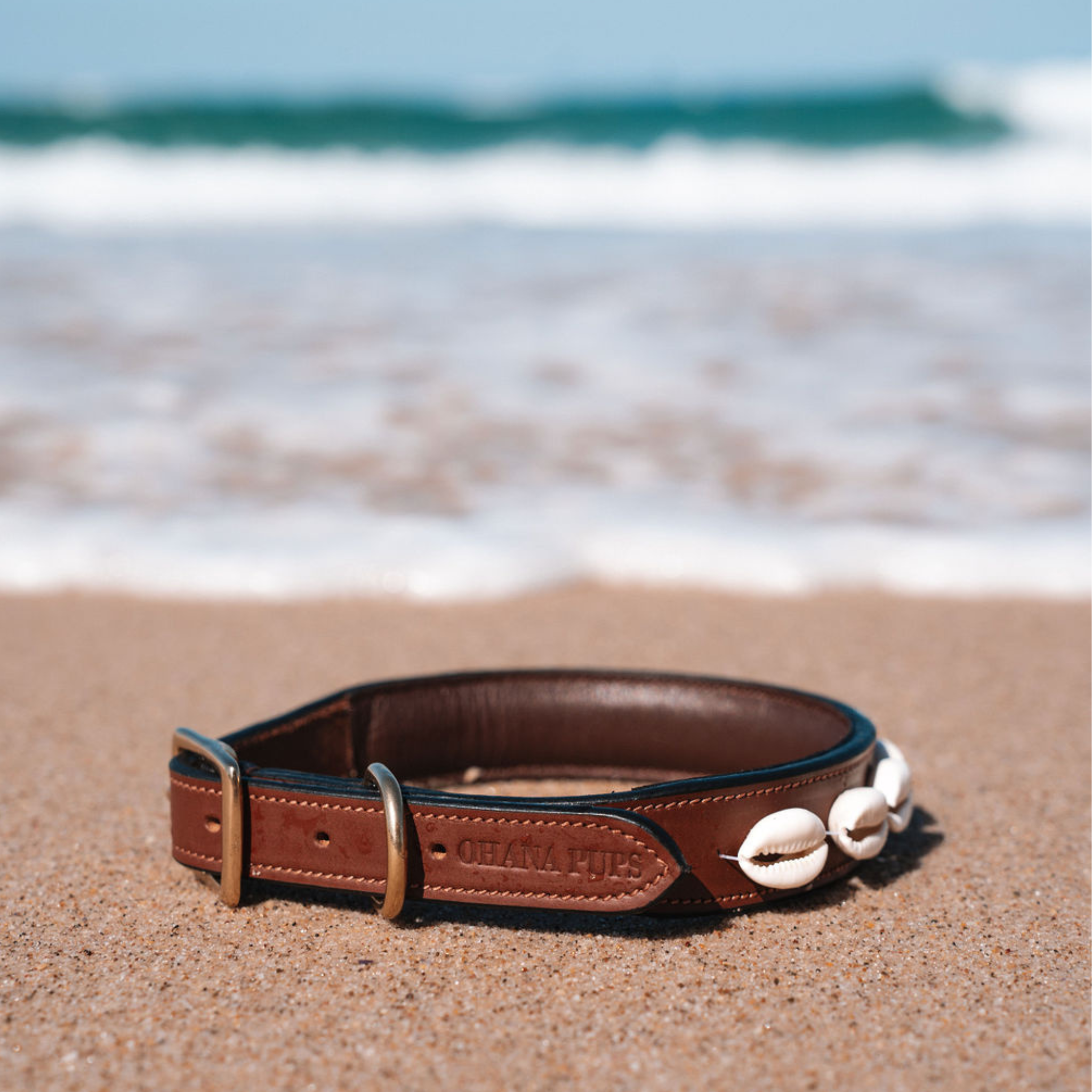 Ohana Pups Cowrie Shell collar on the sand at the beach