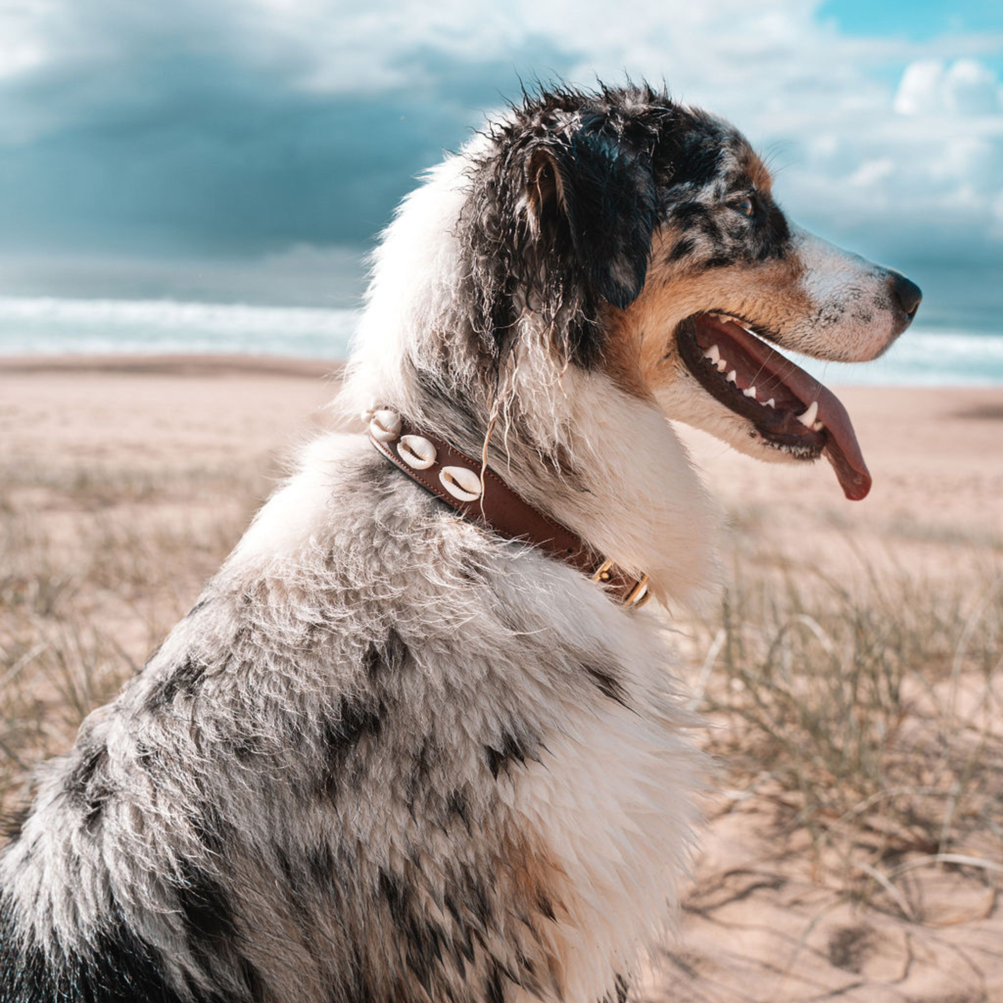 Ohana Pups Cowrie Shell collar on an Aussie Collie at the beach
