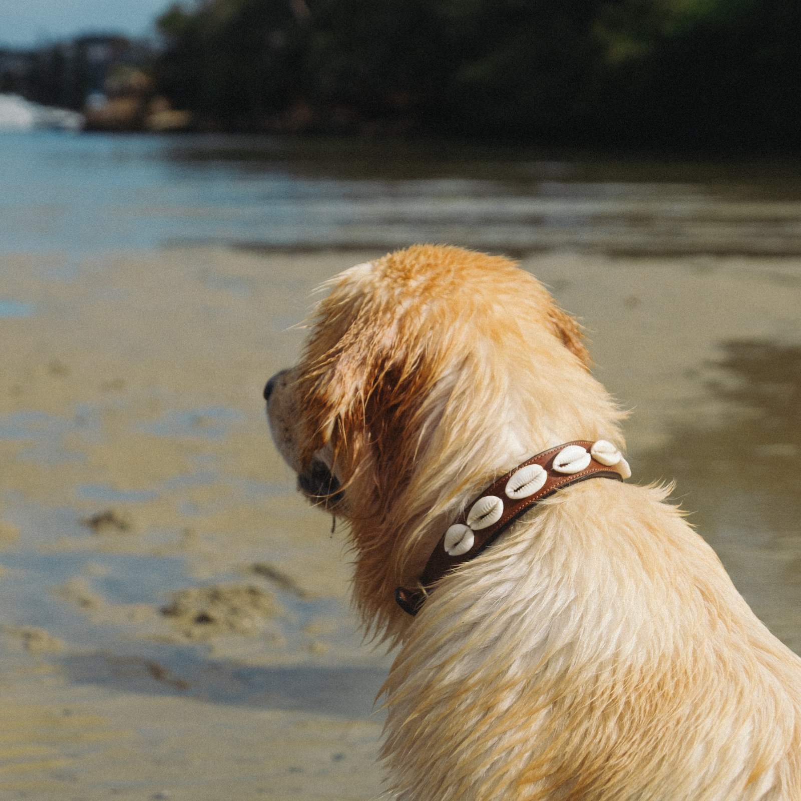 The Cowrie Shell Dog Collar