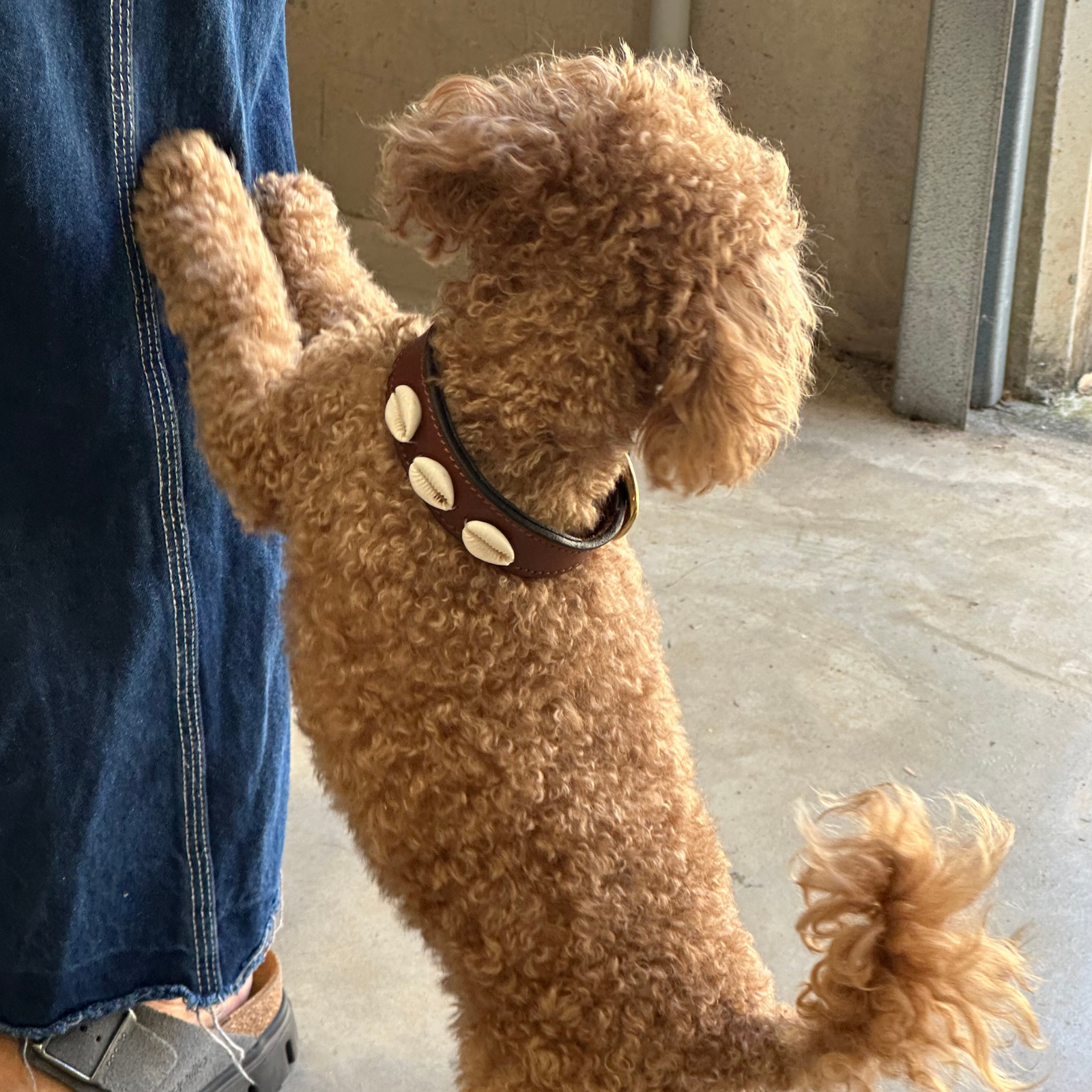 XS Minis - The Cowrie Shell Dog Collar