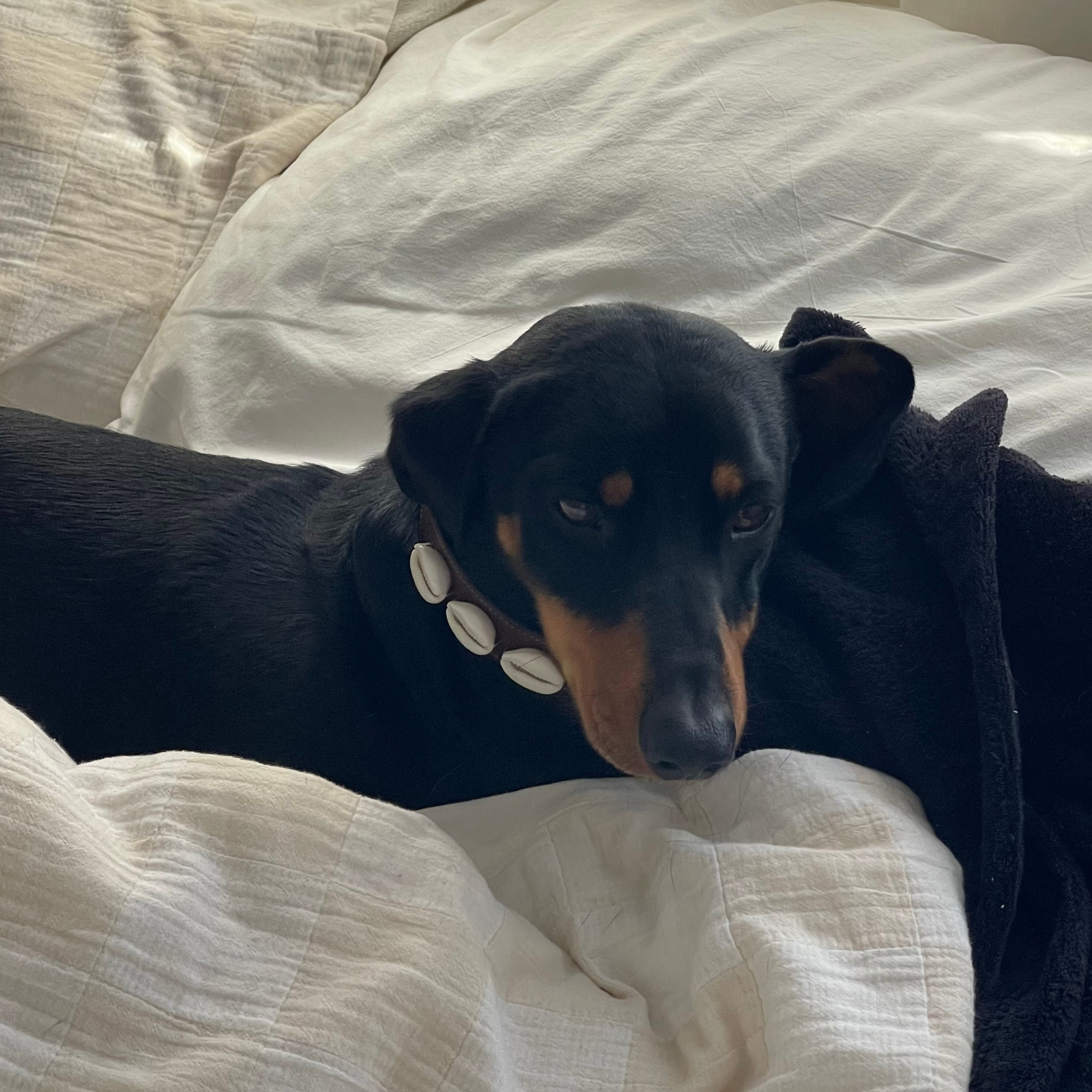 July 2025: Mochi