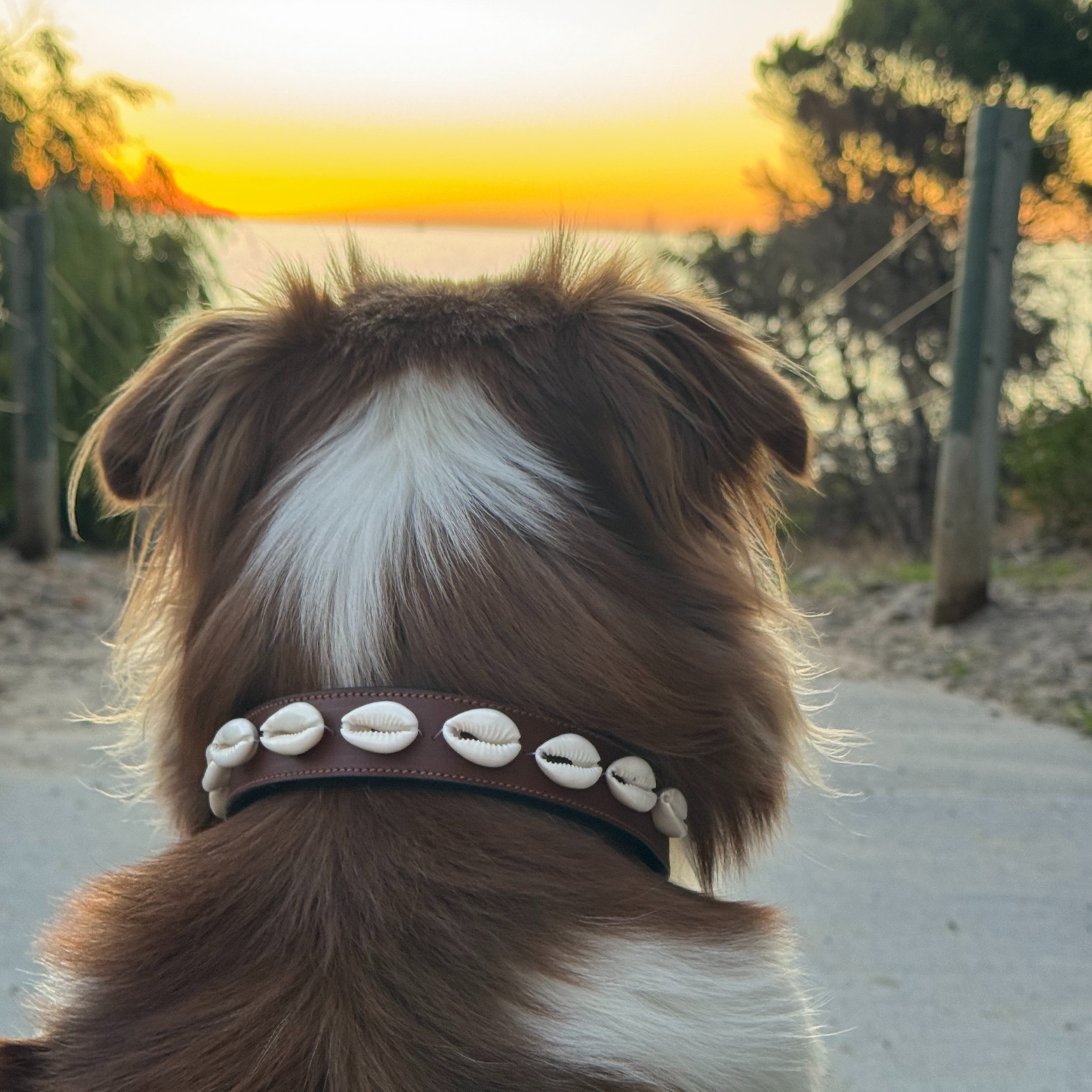 The Cowrie Shell Dog Collar