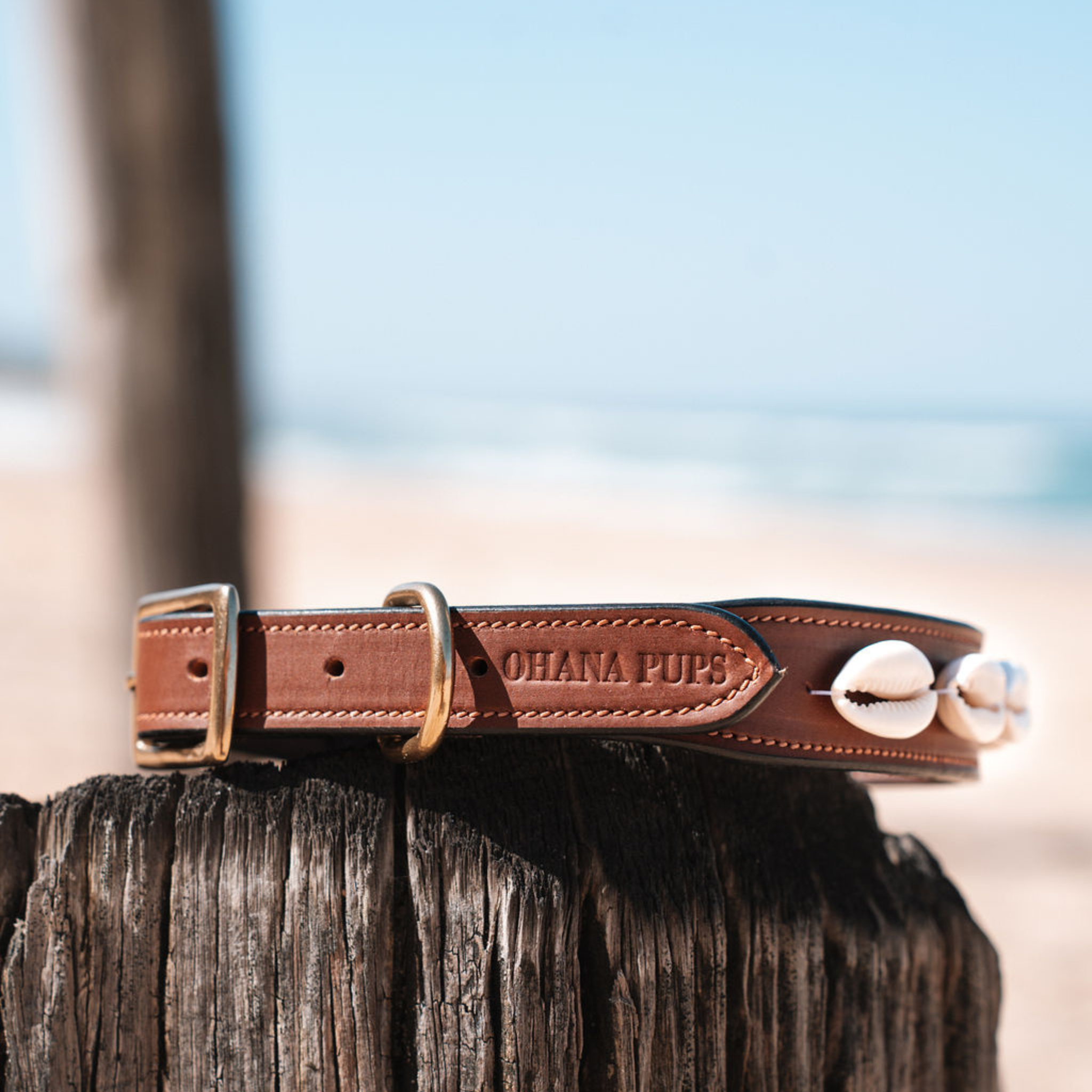 Ohana Pups Cowrie Shell collar on a post at the beach