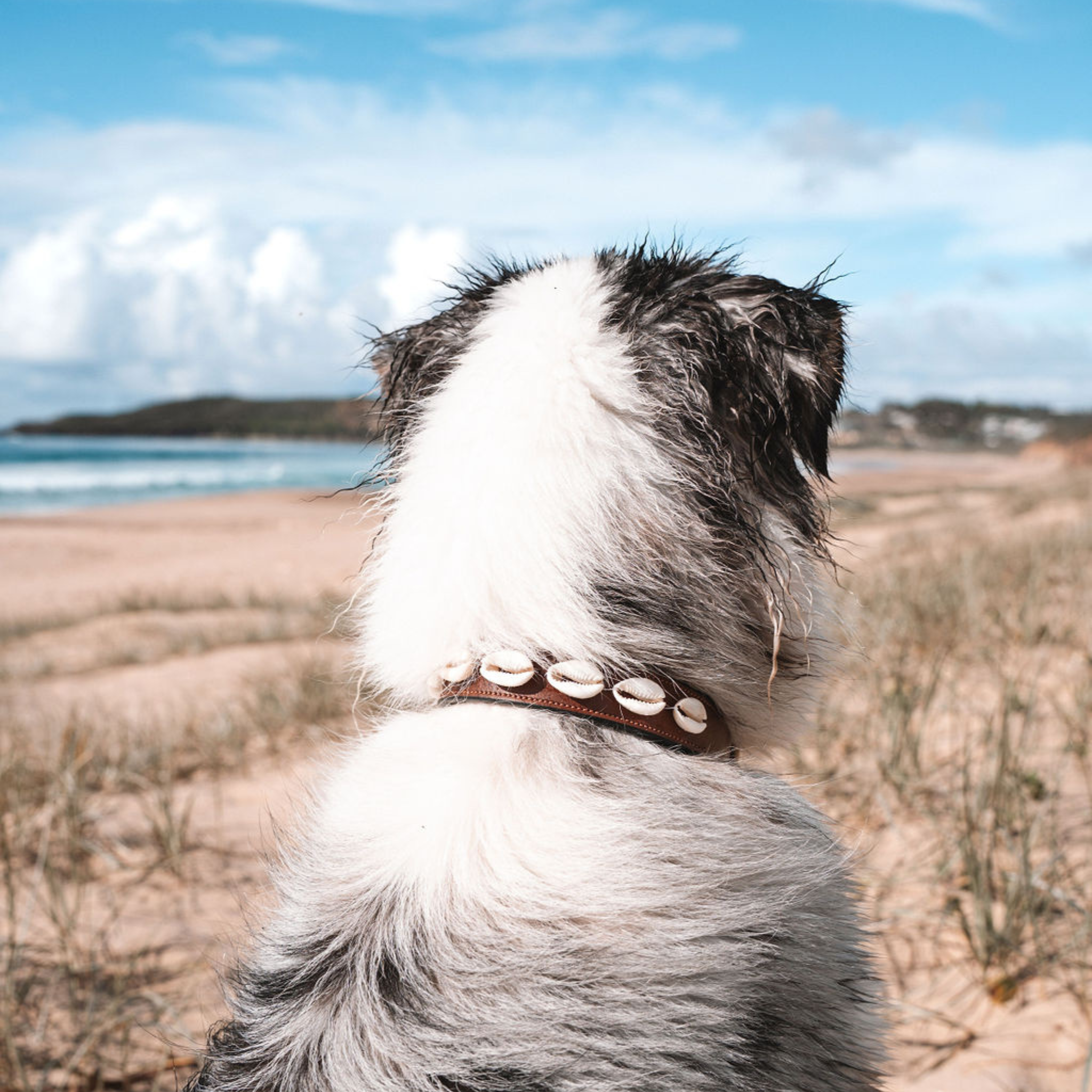 Ohana Pups Cowrie Shell collar on an Aussie Collie from behind at the beach